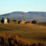 Ultramarathon amata per ripercorrere l’antica Via Francigena